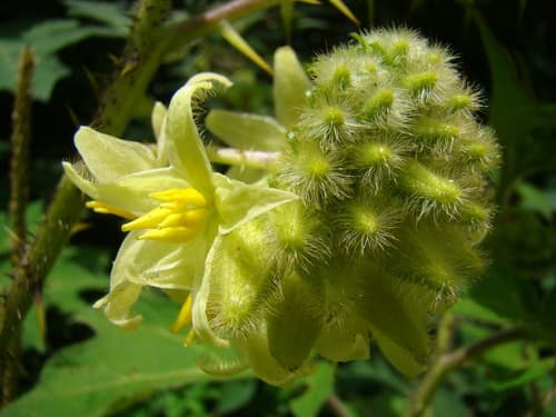 Solanum lhotskyanum