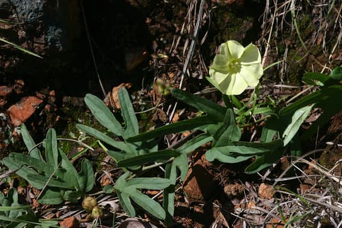 Merremia xanthophylla