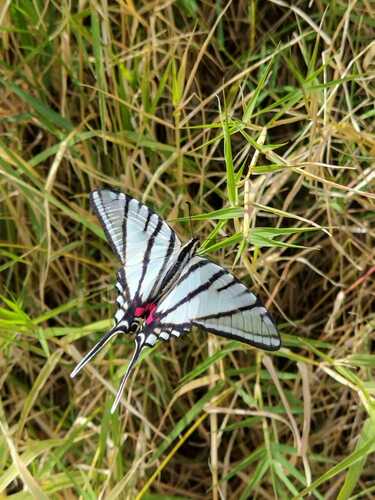 Eurytides tlahuica
