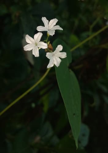 Dinetus malabaricus