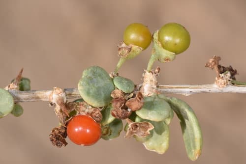 Lycium depressum