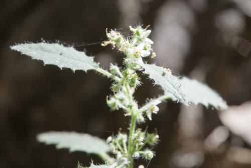 Aosa rostrata