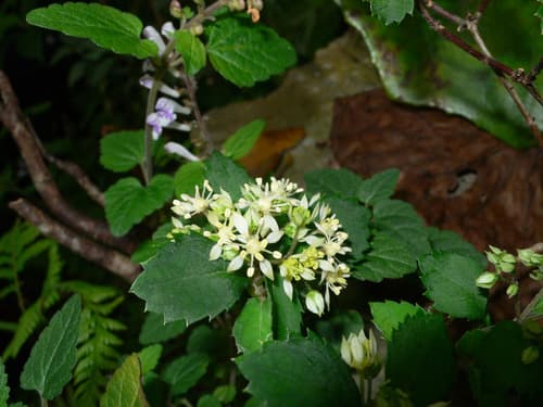 Ryukyu Hydrangea