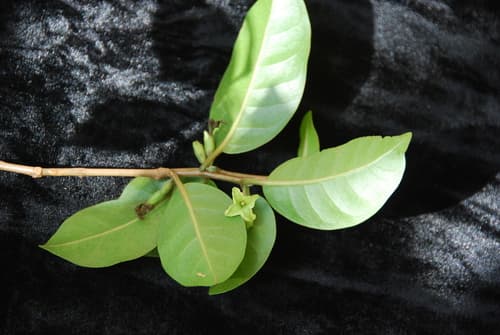 longleaf 'aiea