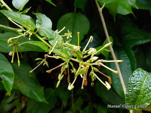 Cestrum reflexum