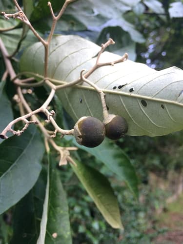 Solanum leucodendron