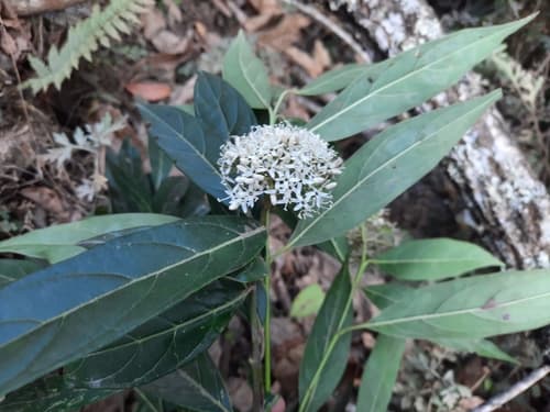 Cornus oblonga