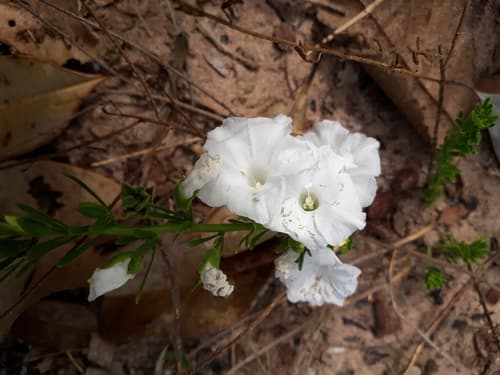 Distimake ericoides