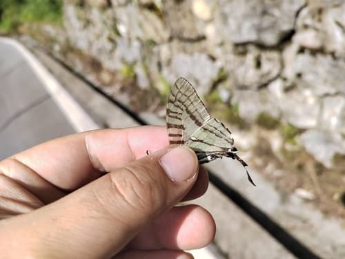 Graphium sichuanica