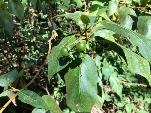 Solanum accrescens