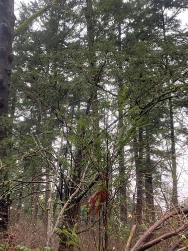 Pacific yew