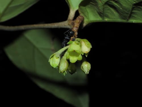 Hawkesiophyton ulei