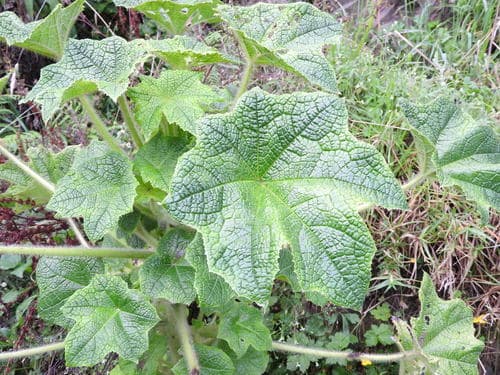 Nasa tabularis