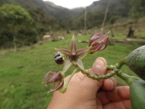 Solanum cajanumense