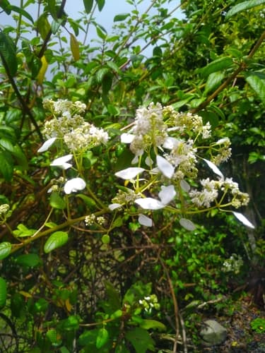 Hydrangea jelskii