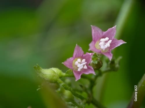 Jacquemontia verticillata