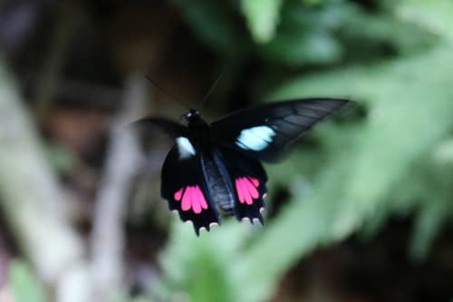 Parides echemon