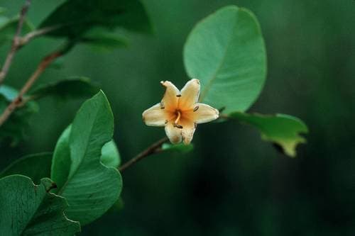 Goetzea ekmanii