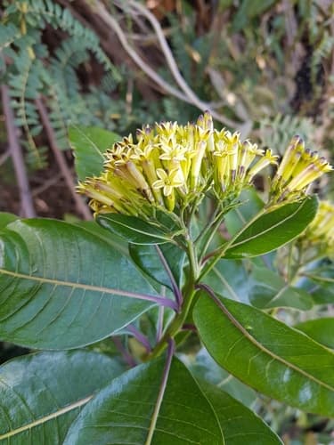 Sessea corymbiflora