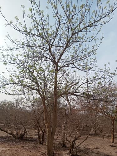 Neem