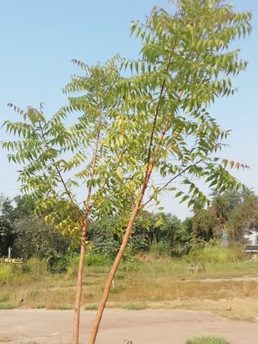Neem