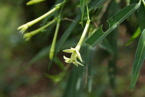 Cestrum cristinae