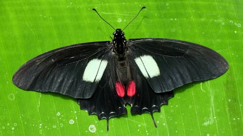 Eurytides xynias