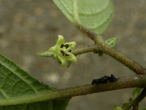 Deprea hawkesii