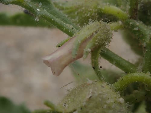 Nevada oryctes