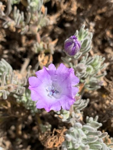 Nolana stenophylla