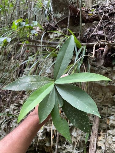 Brunfelsia boliviana