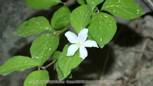 Deutzia baroniana