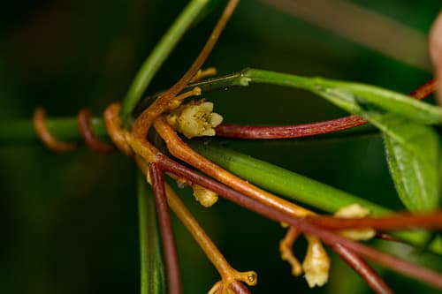 Cuscuta kilimanjari