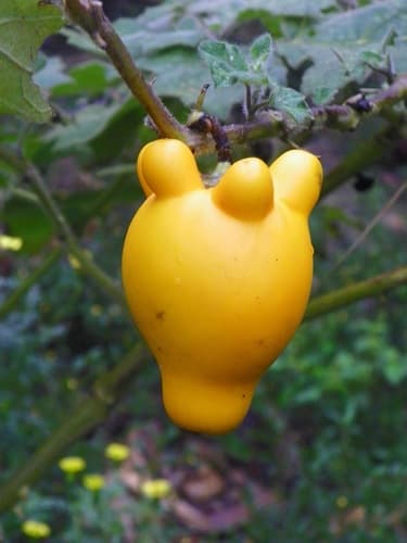 Nipplefruit