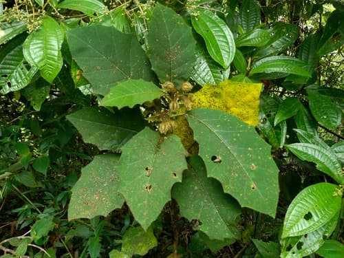 Solanum polytrichum