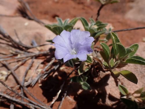 Bonamia pilbarensis