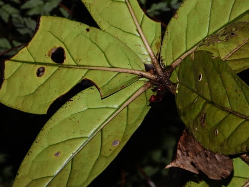 Markea sessiliflora