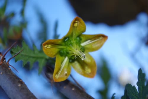 Caiophora tenuis