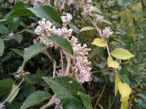 Cuscuta lehmanniana