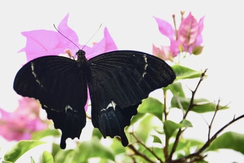 Bougainvillea