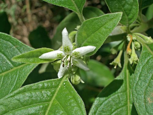 Athenaea picta