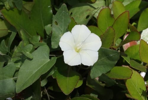 Lucky Morning Glory