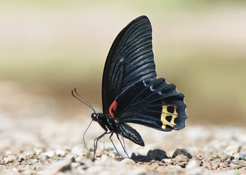 Bornean Mormon
