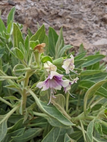 Hyoscyamus boveanus