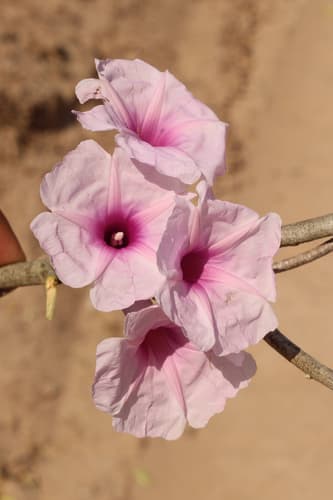 Ipomoea schulziana
