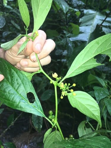 Chili peppers