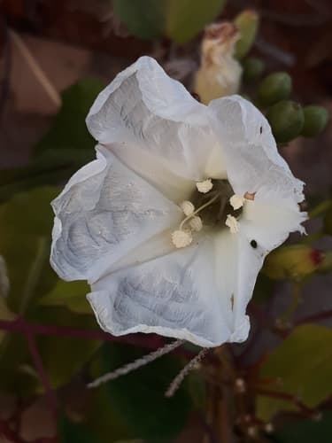 Ipomoea saopaulista