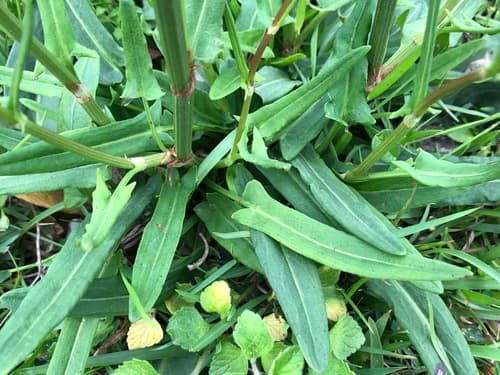 Sorrel