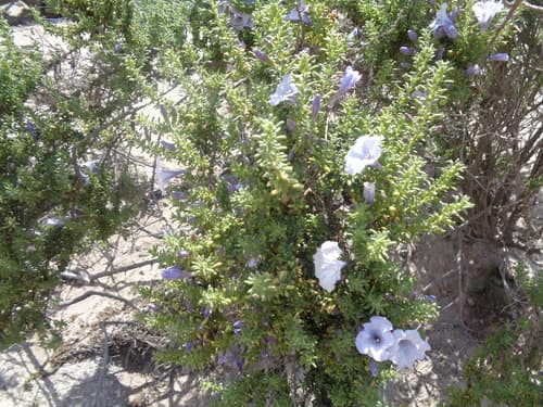 Nolana lycioides