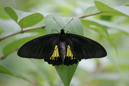 Troides criton